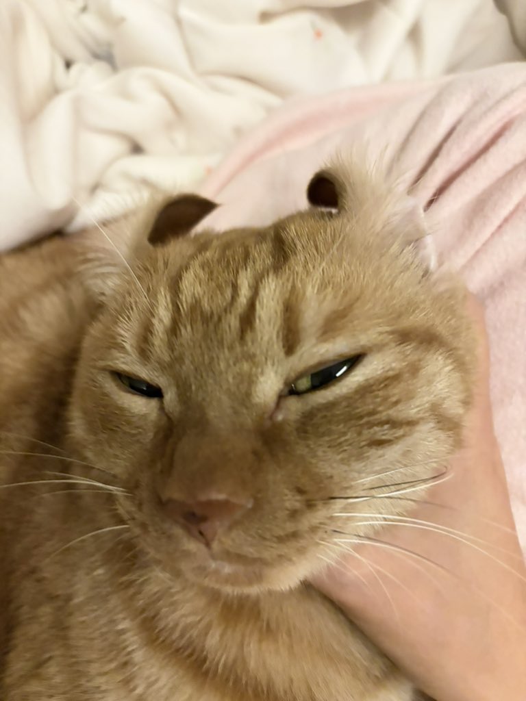 juzuo0401's tweet photo. 卷耳猫 https://t.co/vmecmx9FJM