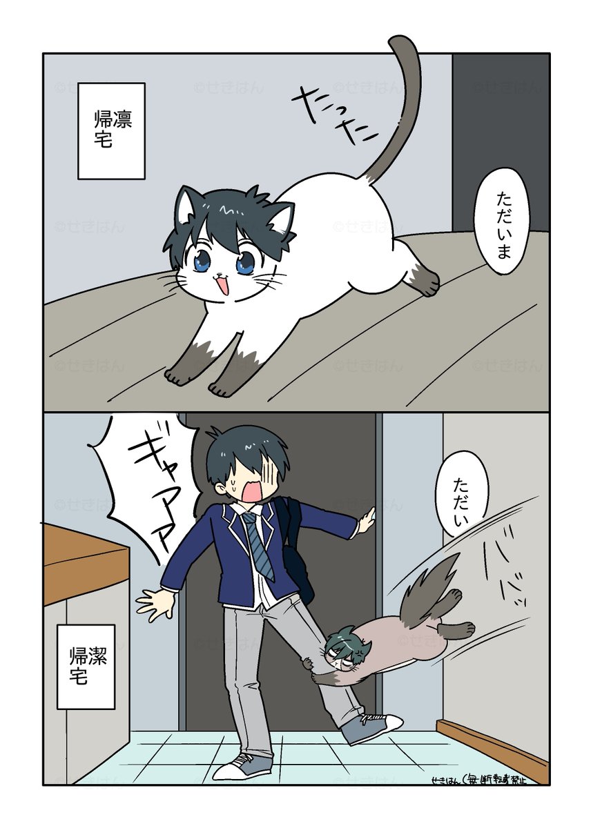 sbii41's tweet photo. itsさん家のisg猫とisgさん家のrn猫🐾主人の帰宅 https://t.co/koqwno2Uot