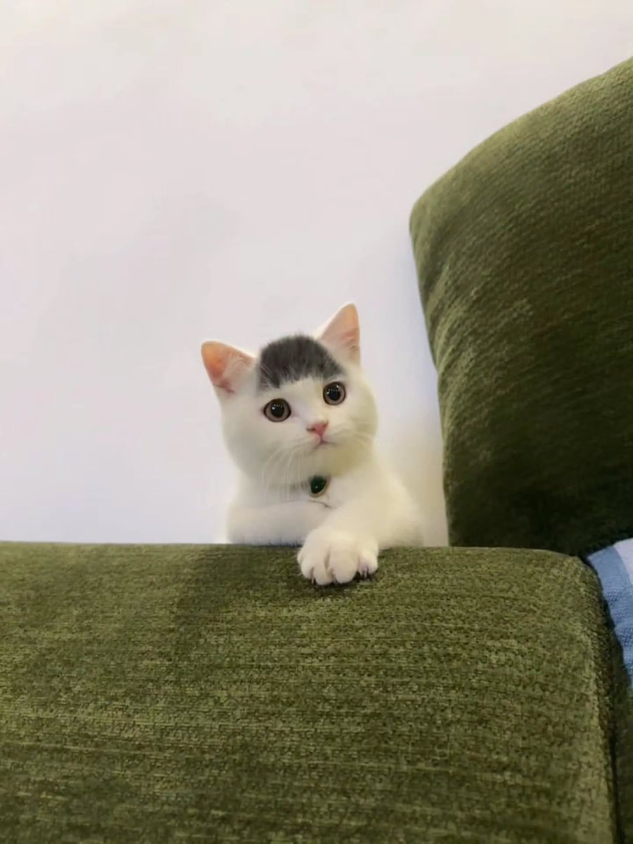 BestOfMeow's tweet photo. https://t.co/m6ClRfM4Qv