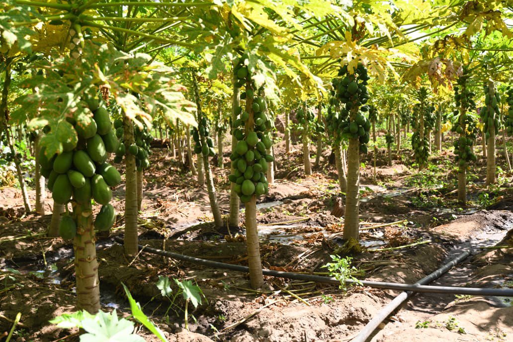 Total_dadoic's tweet photo. Modernizing farm water delivery stabilizes crop output across counties. PS Ephantus Kimotho drives Irrigated Agriculture Milestones for balanced growth. The Agriculture Summit aligns regional execution.
#IrrigationIsTheSolution. https://t.co/DPZ82uGDmY