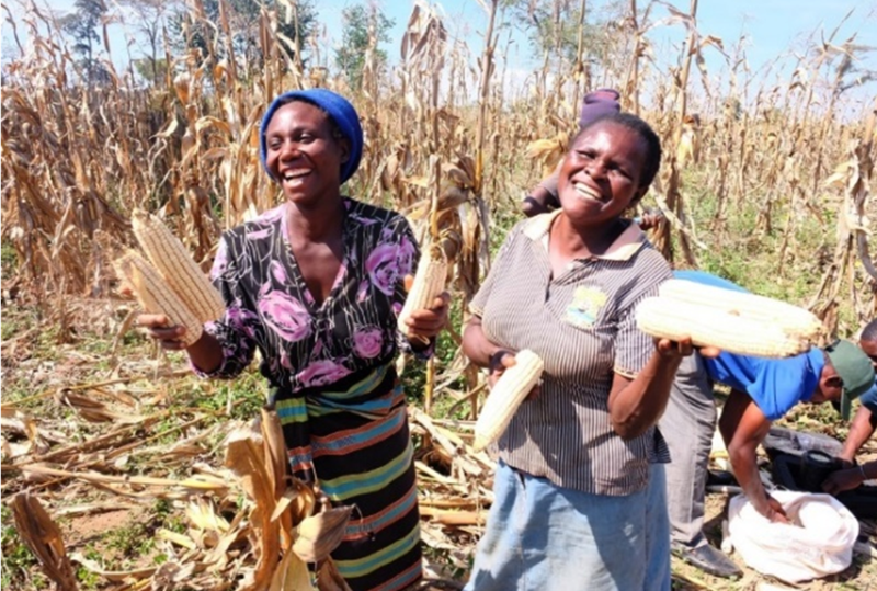 AnnonciataB's tweet photo. Quality seed must reach every farmer to drive Africa’s agricultural transformation. https://t.co/VU7bnn3HHX 
@aatfafrica, @ScienceAlly, @ScienceAlly_Rw, @OfabAfrica, @nduwath,@ChristopheUwiz, @AfricaGeneBio, @RwandaBioCap, @Cipotato, @BioBeef, @Pacifiquens, @CanisiusKana 
#AgTech https://t.co/DLBSjnSOKS