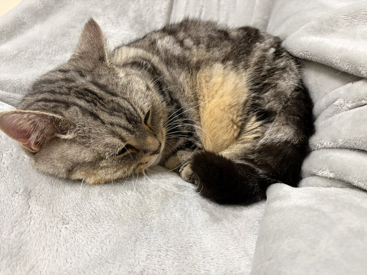 Ad_Reinhardt_'s tweet photo. 久々に猫助がいつものポジションでスヤスヤ寝ている。 https://t.co/eFAFwvotJM