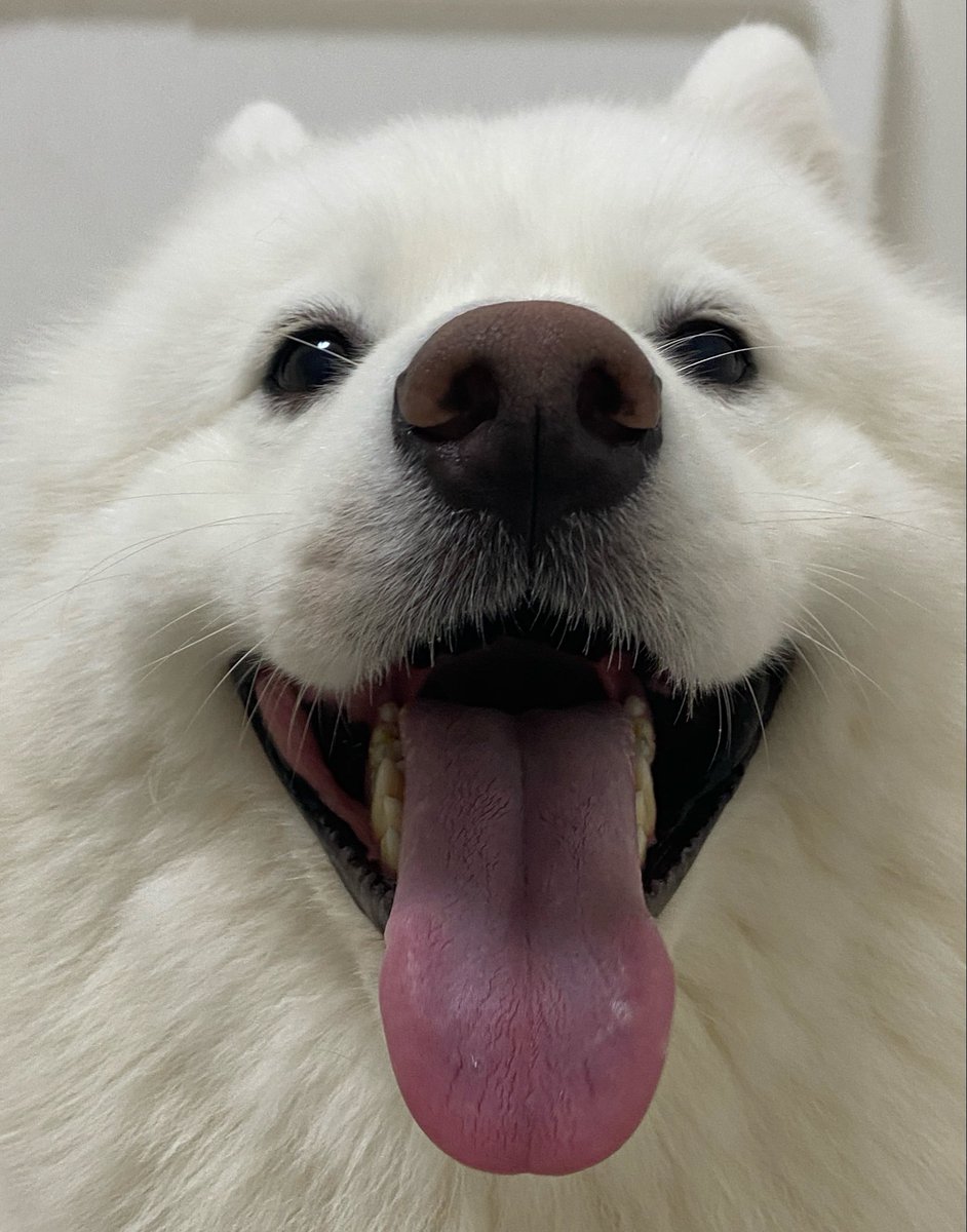 hamataro11chan's tweet photo. あなたのタイムライン
サモエドスマイルで浄化します！ https://t.co/7b0ZjpDq5M