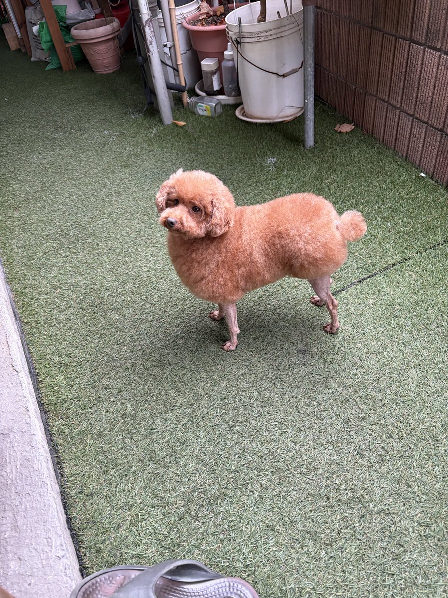 ico237's tweet photo. 迷子犬探しています。
10/7の15時頃、自宅から脱走しました。富津市西大和田付近。
トイプードル、茶色、メス4歳。
名前は「ちゅら」です。
繁殖犬の引退犬で怖がりです。
見かけたら方、保護してる方、連絡ください。🙇 https://t.co/LPusWfe8bd