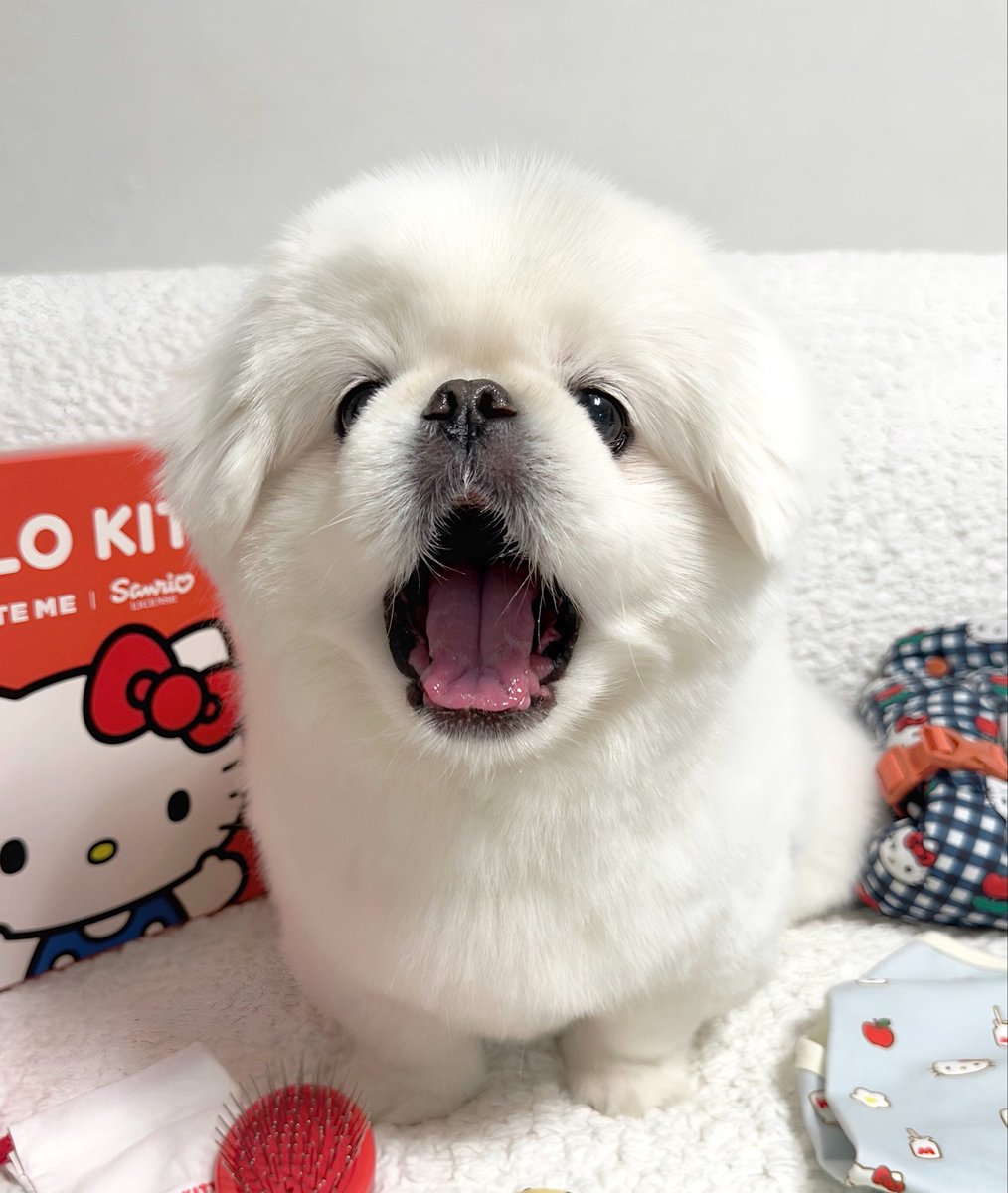 zzoggany's tweet photo. 그니까 난 강아지가 2등신이라는게 믿기지가 않았던 것 같아...   심지어 내 강아지라는게 https://t.co/Ps1MOf9C80
