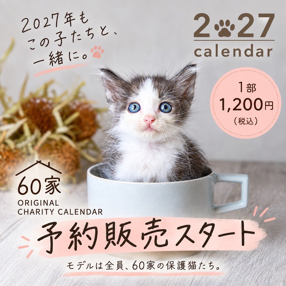 boss_cat60ya's tweet photo. 2027年 60家オリジナルチャリティーカレンダー
予約販売をスタートします🐾

🐾 予約特典もご用意しています
【予約特典】先着100部限定
https://t.co/hEsmN6asl4

ぜひ購入で応援してください😸

撮影担当
https://t.co/ztWo7r0Fth

#60家
#保護猫
#チャリティーカレンダー
#保護猫支援
#猫カレンダー https://t.co/pkjb8xfvVk