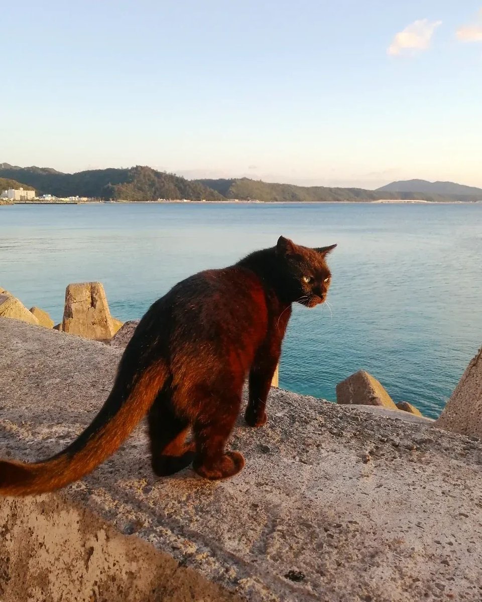 necoco_arte's tweet photo. 沖縄🏝️
島猫が通ります🐾🐈🌴
何だか唐突に秋ですね🌅 https://t.co/DuqkLso1nJ