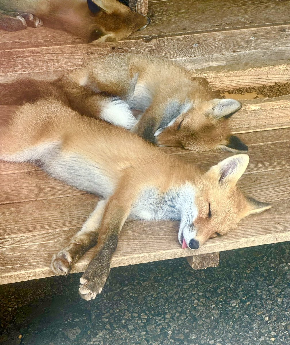 kuragon_oyakata's tweet photo. 出し忘れたキツネ🦊

#天狐の日だしTLを狐で埋める #キツネ #北きつね牧場 https://t.co/WyFtBBZNEj