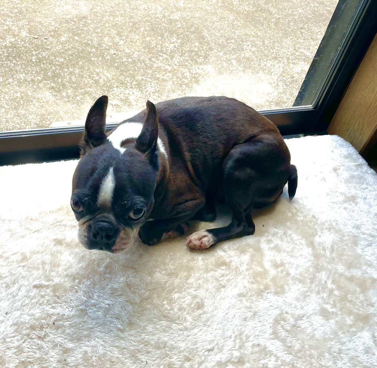 brahmandog's tweet photo. さっちゃんがうちに来て2年。
９歳になったけど、見た目も日に日にかわいくなっている💕
シニアパワー💪✨

#今日のサチボン
#ボストンテリア
#犬との暮らし
#繁殖引退犬 https://t.co/9dhF3DvLdd