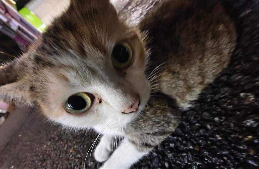 chencianshebg's tweet photo. 遇到的小猫，还有小猫你要擦眼屎了 https://t.co/ke7n4KSyva