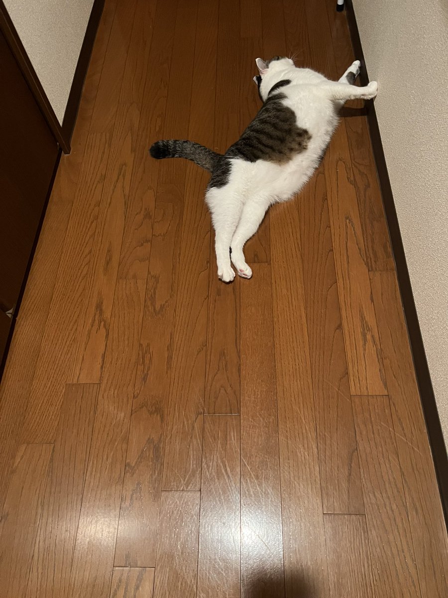 kuugachannel's tweet photo. ただいまクウガ
#ねこ #クウガ
#猫のいる暮らし𓃠 #猫のいる生活 https://t.co/kDlu9iuvVB