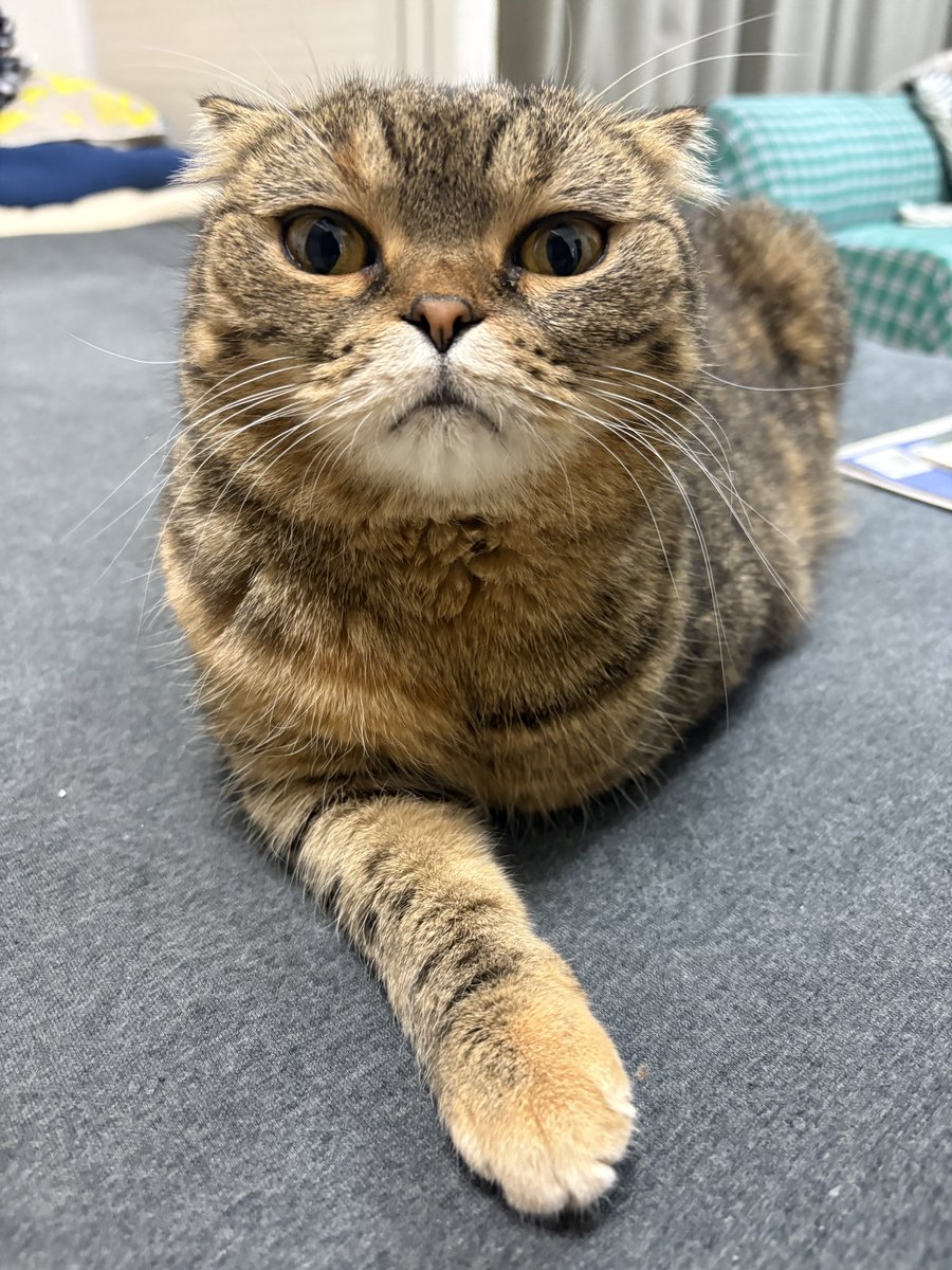 comcomcom_0620's tweet photo. https://t.co/GRU8cPTAAV

あっち行ったりこっち行ったり落ち着かないちこちゃん https://t.co/ryeemuRnN7