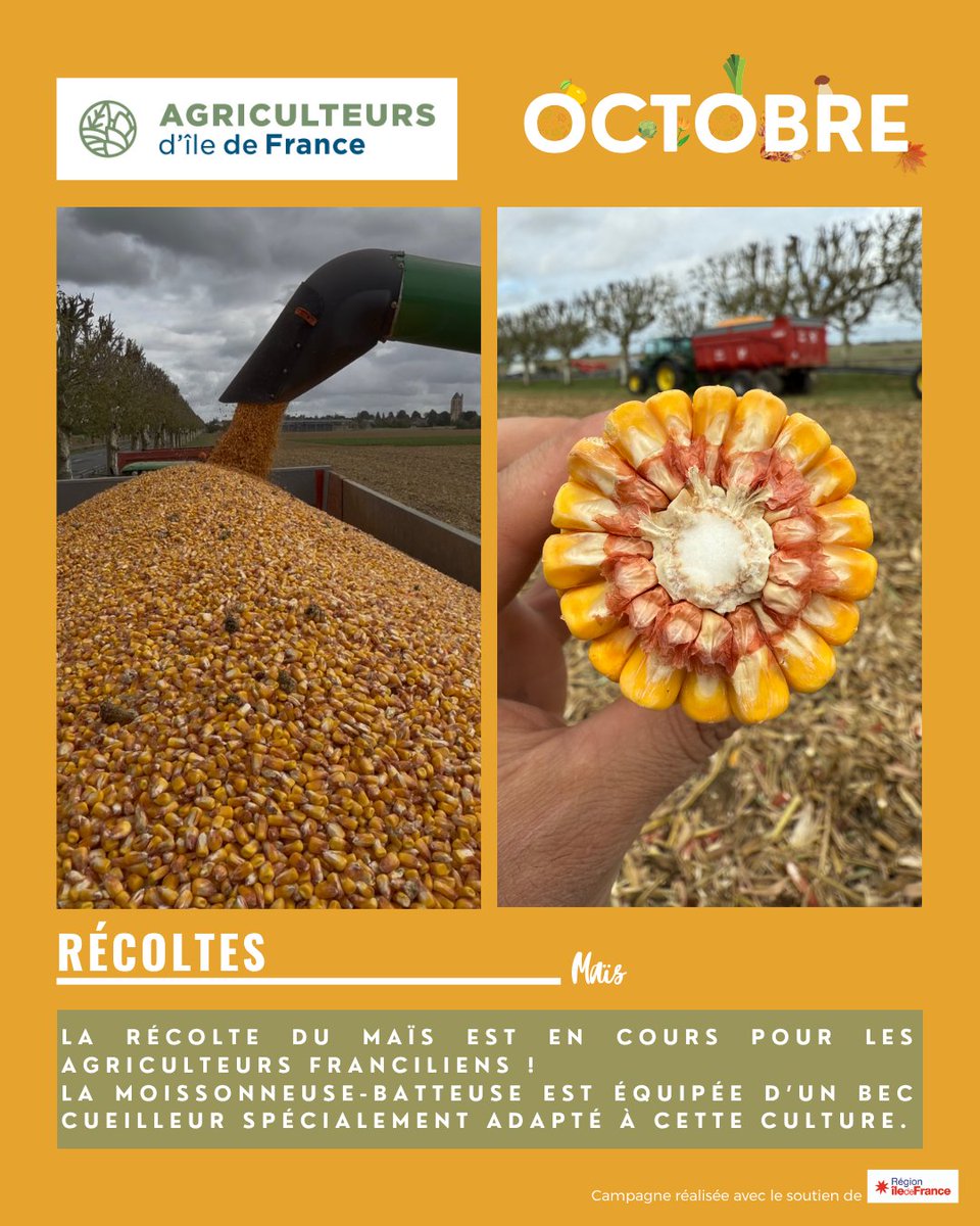 AgriculteursIDF's tweet photo. 🍁 AUTOMNE : LA RÉCOLTE DU MAÏS BAT SON PLEIN EN ÎLE-DE-FRANCE ! 🌽

C’est la saison des récoltes de maïs dans nos campagnes franciliennes. 

💡 Le saviez-vous ?
Chaque année, plus de 300 000 tonnes de maïs sont récoltées en Île-de-France !

Principalement destiné à l’alimentation des animaux d’élevage, le maïs entre aussi dans la fabrication de produits cosmétiques, d’hygiène et de santé, de matériaux biosourcés, ou encore d’énergie.

Le maïs est une culture essentielle à notre quotidien et à nos filières agricoles.

Bonne récolte à toutes et tous nos agriculteurs et agricultrices ! 👩‍🌾👨‍🌾

@iledefrance @produitenIDF @CAIDF