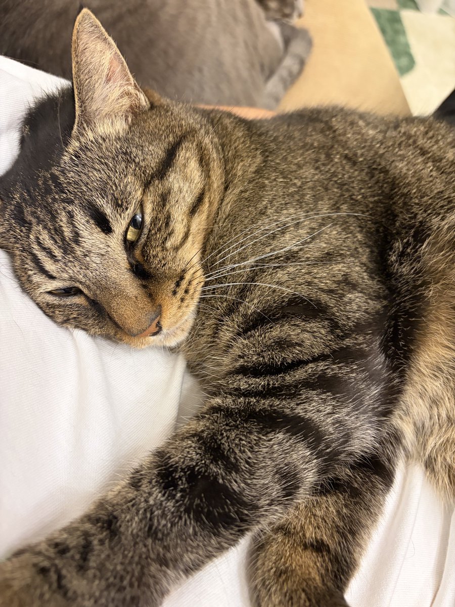 takuchAnnmax's tweet photo. ソファー座ればいつもこれ
#にゃんこ https://t.co/bjKQqe4OWm