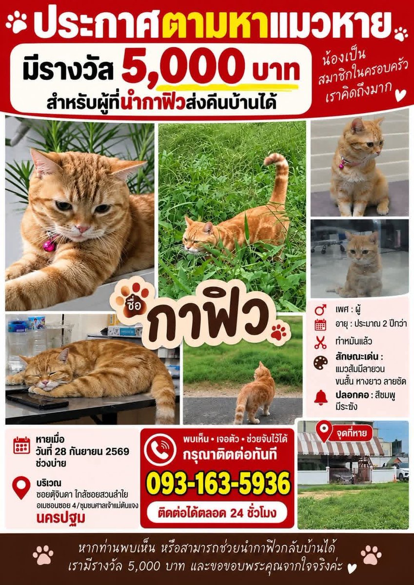 LoveyouApo's tweet photo. ขออนุญาติใช้พื้นที่ตามหาน้องนะคะ

พิกัดนครปฐม ใกล้ซอยสวนลำใย

ระหว่างซอย4และซอย5

— รู้สึกเศร้าที่ ซอยสวนลำไย

#นครปฐม #แมวหาย

https://t.co/iXfCX24ExZ https://t.co/BpmvCDaji2