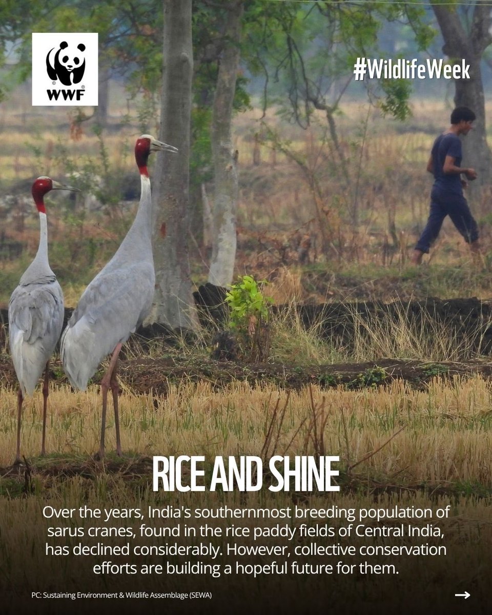 WWFINDIA's tweet photo. (1/2) In the paddy fields between Gondia and Balaghat, a new initiative is being sown to help sarus cranes reap a better tomorrow. 

#WildlifeWeek #WWFIndia #TogetherPossible https://t.co/pWEt9YXOC6