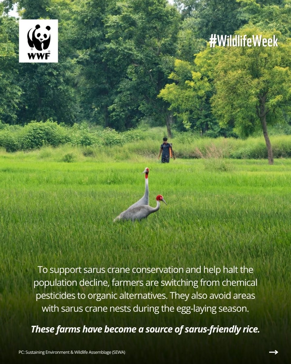 WWFINDIA's tweet photo. (1/2) In the paddy fields between Gondia and Balaghat, a new initiative is being sown to help sarus cranes reap a better tomorrow. 

#WildlifeWeek #WWFIndia #TogetherPossible https://t.co/pWEt9YXOC6