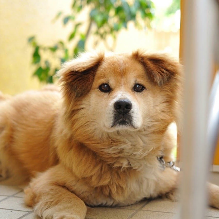 naochiaan's tweet photo. 10年前に亡くなった実家の犬。
知り合いの家で生まれちゃった子をもらい受けたけど、ザ雑種でかわいかったな。目張りが真っ黒で、ライオンみたいな立て髪で、マズルが太くて短くて、分厚い三角垂れ耳。甘え下手の寂しがり。わうわうおしゃべりしてくれたかわいいこ https://t.co/sJ2ZAjrU2W