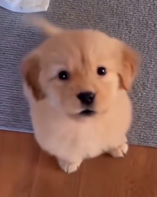 irelftn's tweet photo. 🥺 ( 🐶🫳🏻 ) https://t.co/MA0rtcU2bn