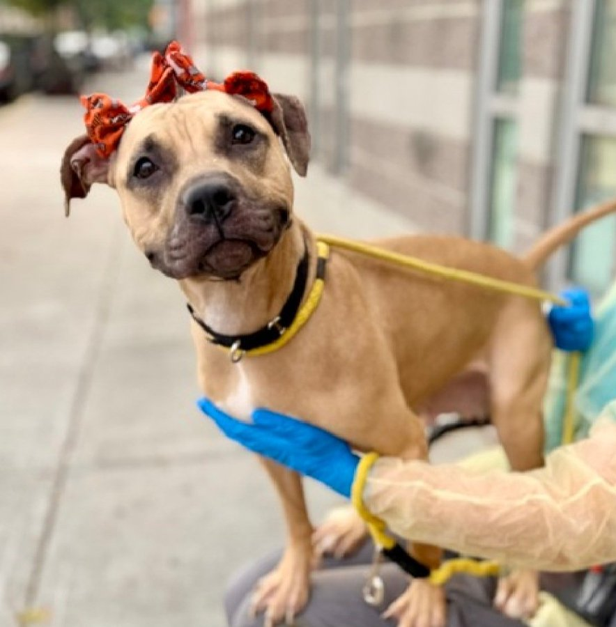 samj_jane's tweet photo. 🆘Kill Command 🆘 263424 #Nycacc 
Atlas 1yr old 💔 came in with 3 other 🐶 1 had puncture wounds unknown who bit them 
Walks well on leash needs out Urgently #Pledge #FostersSaveLives #Rescueme 🙏 https://t.co/FKsXBbCrTB