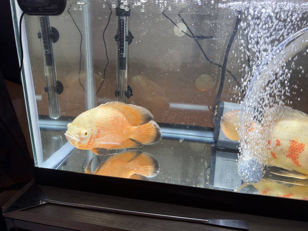 Clara_Magnetic's tweet photo. I've learned something new. this is called an Oscar fish. https://t.co/UUt8HVxW7H