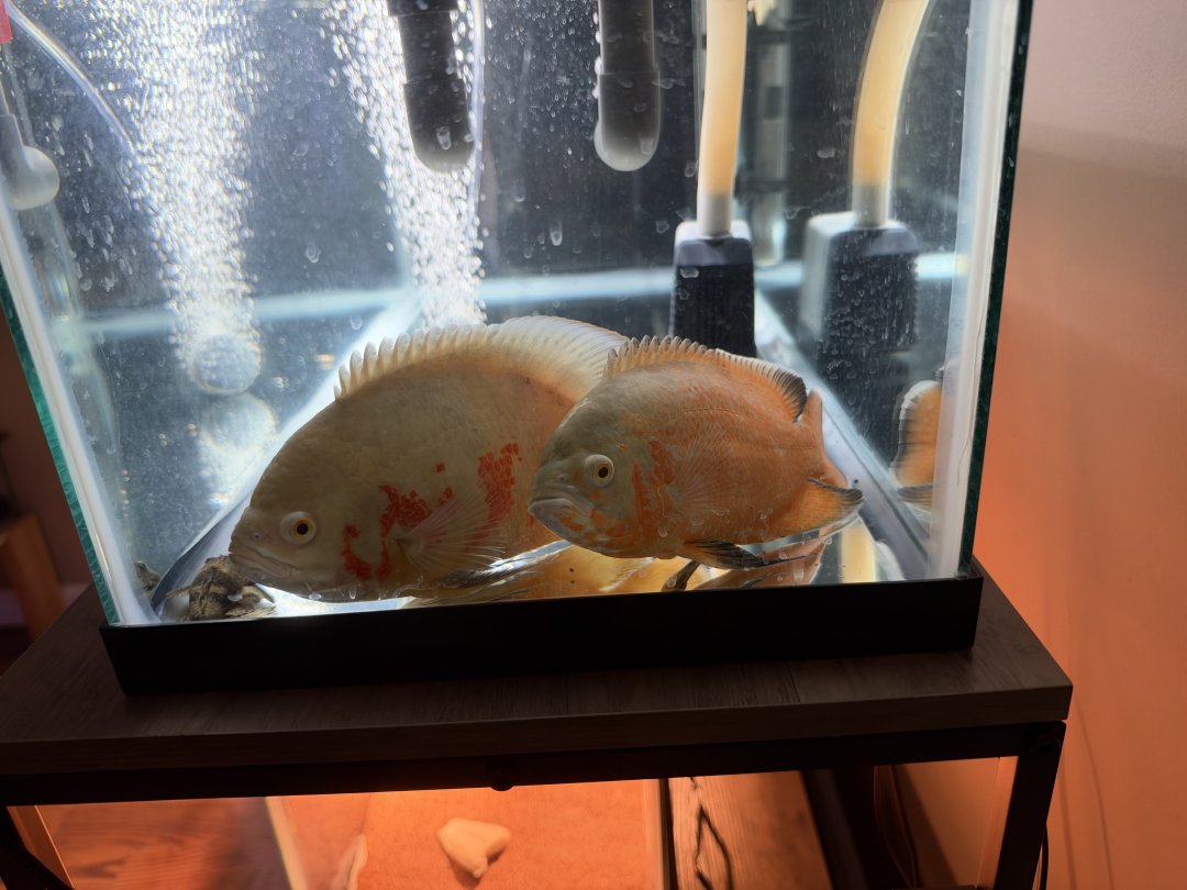Clara_Magnetic's tweet photo. I've learned something new. this is called an Oscar fish. https://t.co/UUt8HVxW7H
