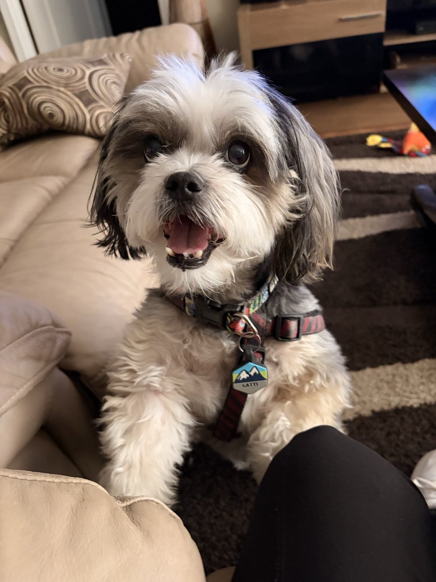 igknighter1's tweet photo. @dawnstaley @Coachboyer @ChampStaley Lattimore wish Champ a big Happy Birthday and maybe a nice chew stick to relax and enjoy the day! https://t.co/TzKD6bkQZo