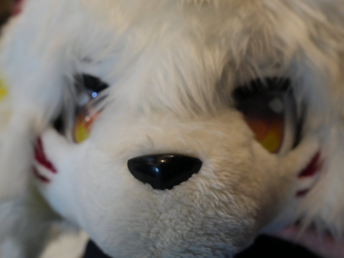 Langshao1997's tweet photo. #FursuitFriday #Furry #Fursuit #兽装 博美 https://t.co/br8BVx1yyZ
