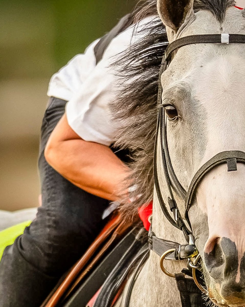 KentuckyDerby's tweet photo. 2025 Kentucky Derby alum Sandman has retired from racing. 🌹 

The fan-favorite gray won the 2025 Arkansas Derby (G1), finished 7th in the 151st Kentucky Derby, and third in the Preakness Stakes (G1).

Sandman will begin his next chapter at Rockridge Stud in New York, where he’ll stand at stud in 2027.