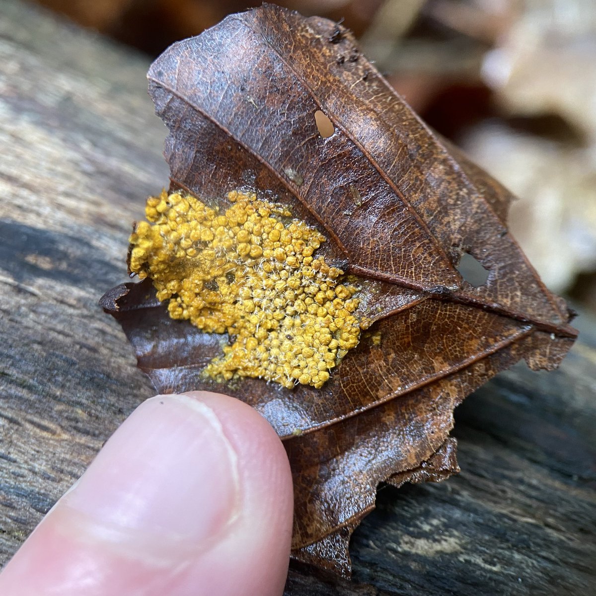 StevePa46290725's tweet photo. Rather dried out ‘Insect-egg slime mould’ (Leocarpus fragilis) I think. On a rotting beach leaf. 7/10/26 #slimemould #slimemold https://t.co/yQORfI0wkQ