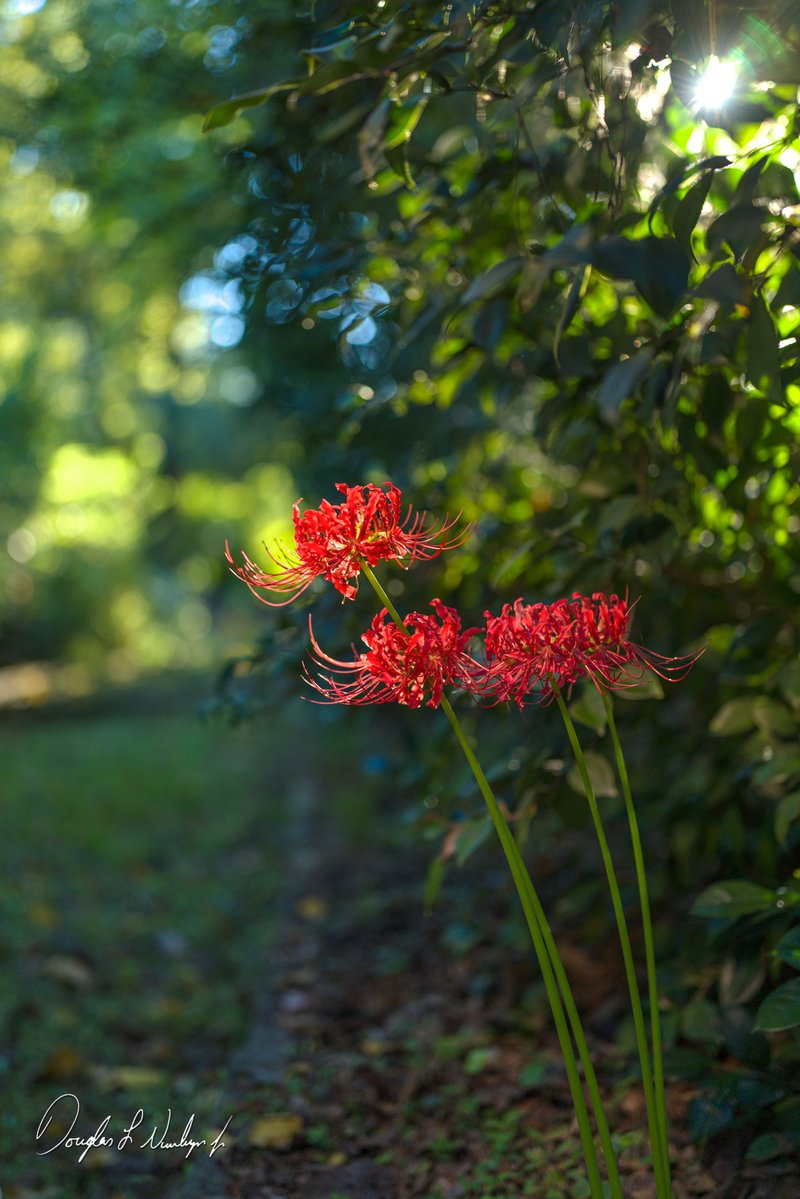 DougNurnberger's tweet photo. Last photos of the 2026 Spider Lilies!
Macon, GA - USA - Oct 2026
#dougnurnberger #maconga #macon #spider #lily https://t.co/yUIbeIN7c7