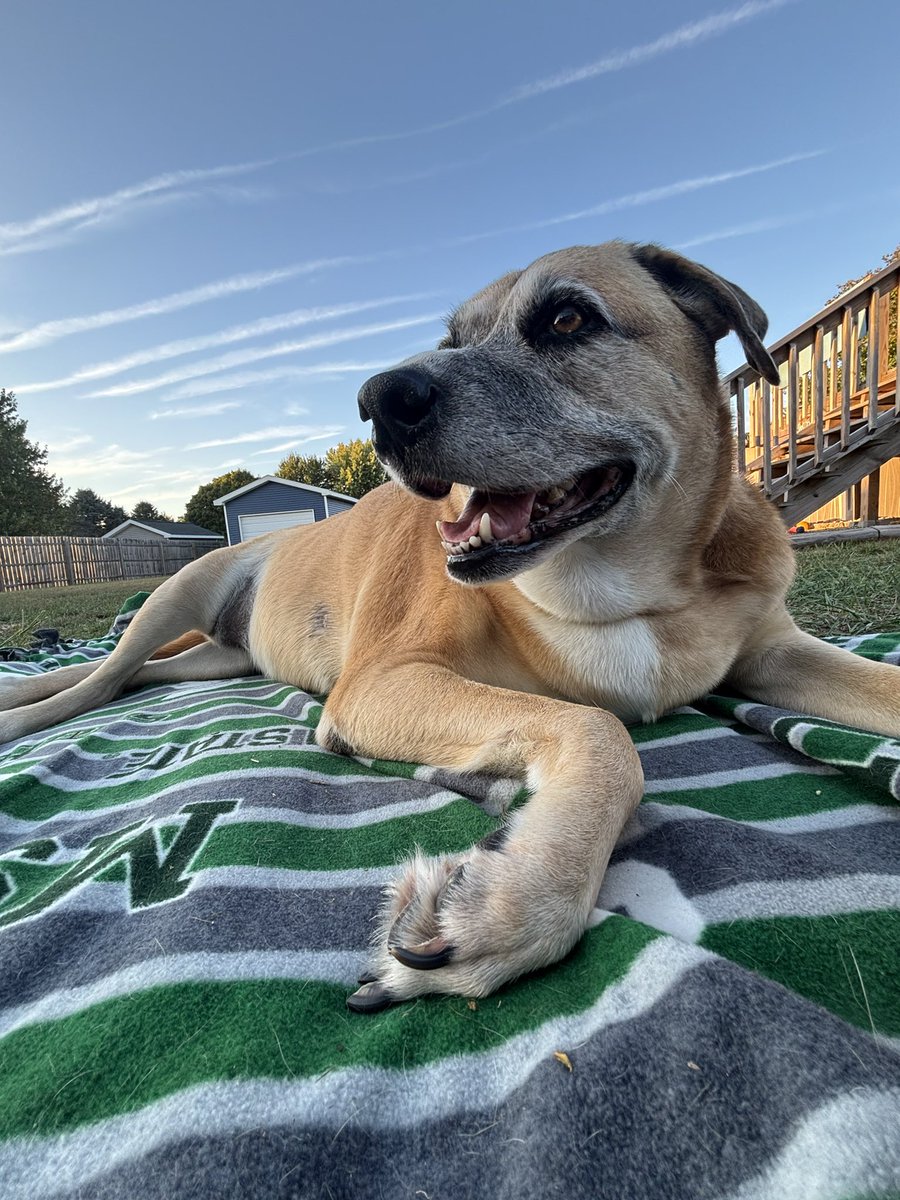 ceexd_7's tweet photo. I loved you your whole life, I'll miss you for the rest of mine ❤️‍🩹
A whole year without my Chloe baby 🥺
7/3/2015 - 10/7/2025 https://t.co/W6ddbeBft2