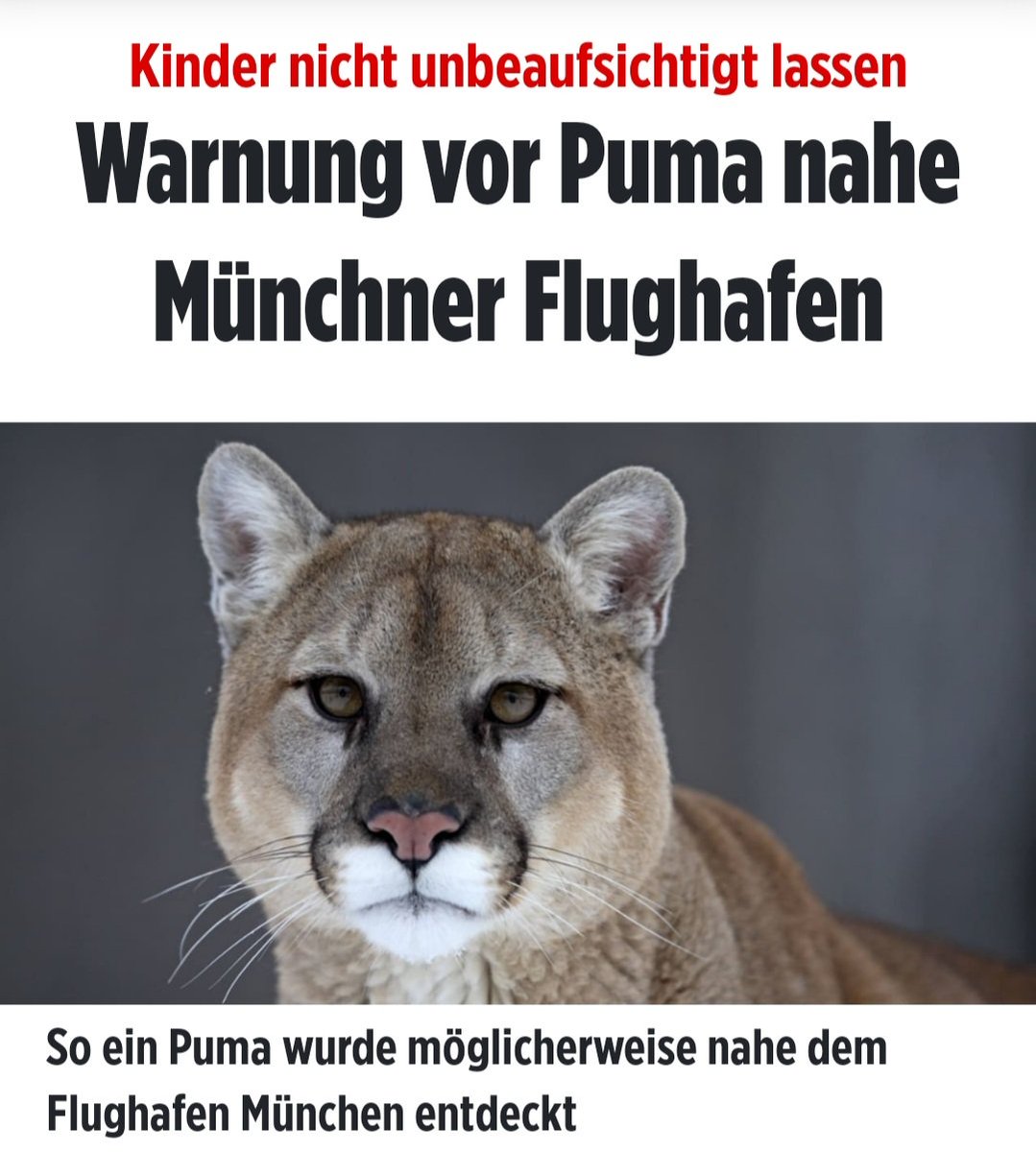 zukunft37's tweet photo. Ein Puma in München?
In Berlin war der Löwe letztlich ein Wildschwein.
Also gut möglich, dass der Münchner Puma in Wirklichkeit nur ein großes Eichhörnchen ist. 😂
Dennoch: Augen auf, aufpassen bitte! 👀 https://t.co/J1PJyWkRR6