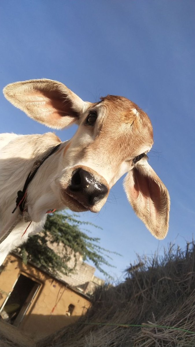 kalkiverxe's tweet photo. this cow will get more likes than this pappu https://t.co/3ZxIKx2NYw