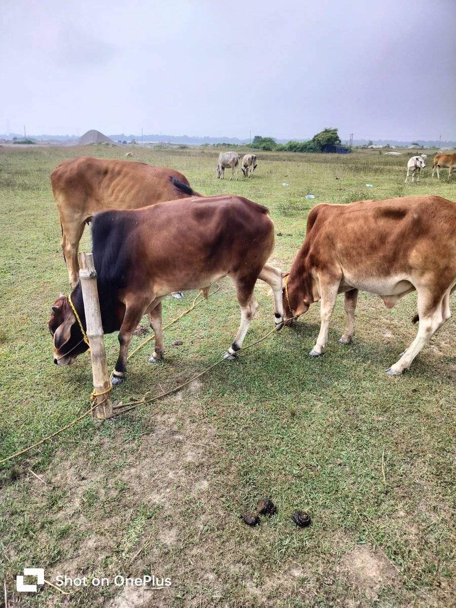 himantabiswa's tweet photo. कोशिश कितनी भी कर लें, लेकिन @assampolice की नजरों से बचना मुश्किल ही नहीं, नामुमकिन है।

गोसाईगांव और मुकालमुवा पुलिस ने मालवाही वाहन से अवैध रूप से ले जाए जा रहे 8 गो-धन बरामद किए और 2 गो-तस्करों को गिरफ्तार किया गया।

गो-तस्करी के खिलाफ Action जारी रहेगा। https://t.co/zQKdlzWIUZ