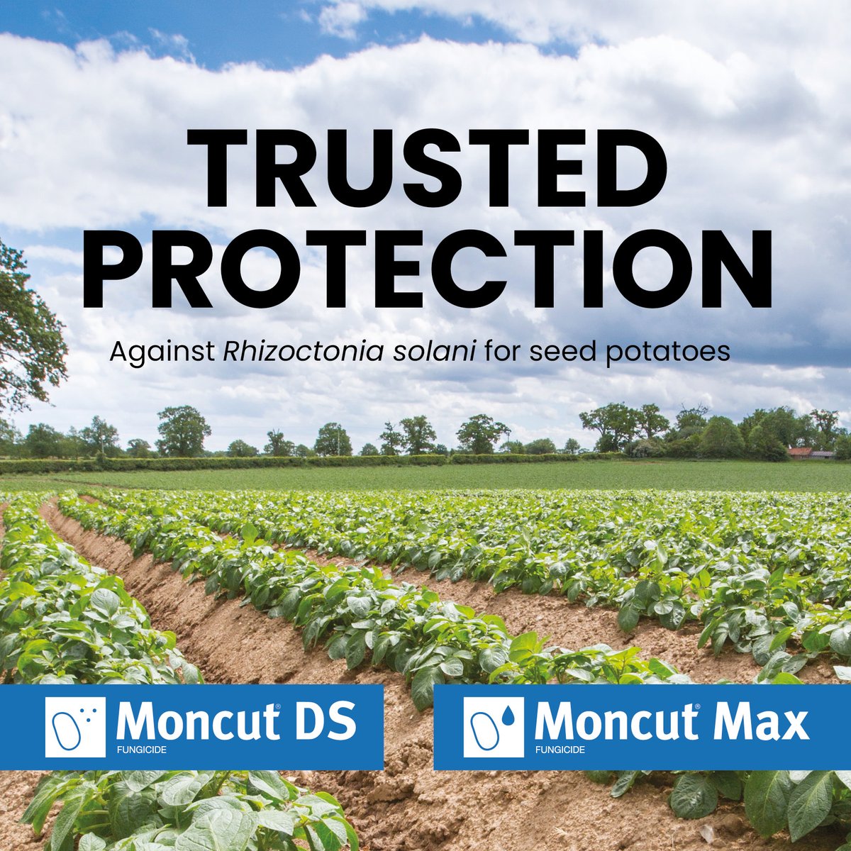 NichinoUK's tweet photo. When buyers have more choice, skin finish and freedom from defects become increasingly important. 🥔

Discover why effective Rhizoctonia management begins with careful seed assessment and early intervention ➡️ https://t.co/YlMIbgUW0W

#Potatoes #Rhizoctonia #CropQuality https://t.co/kwiqHYVeUl