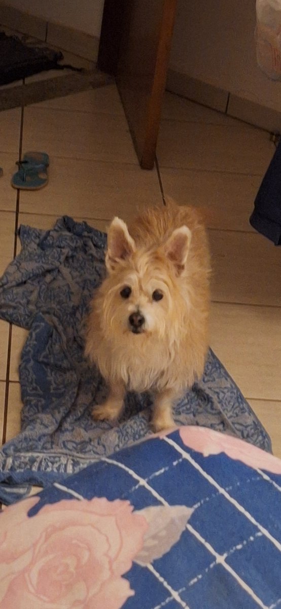bigflooparrh's tweet photo. hii people just here to share my kofi in case anyone wants to collaborate cause my little girl is sick and ill take her to the vet today thanks everyone love yall ans thanks for any support 

https://t.co/49RS7yhtut https://t.co/F2DIRFok8b