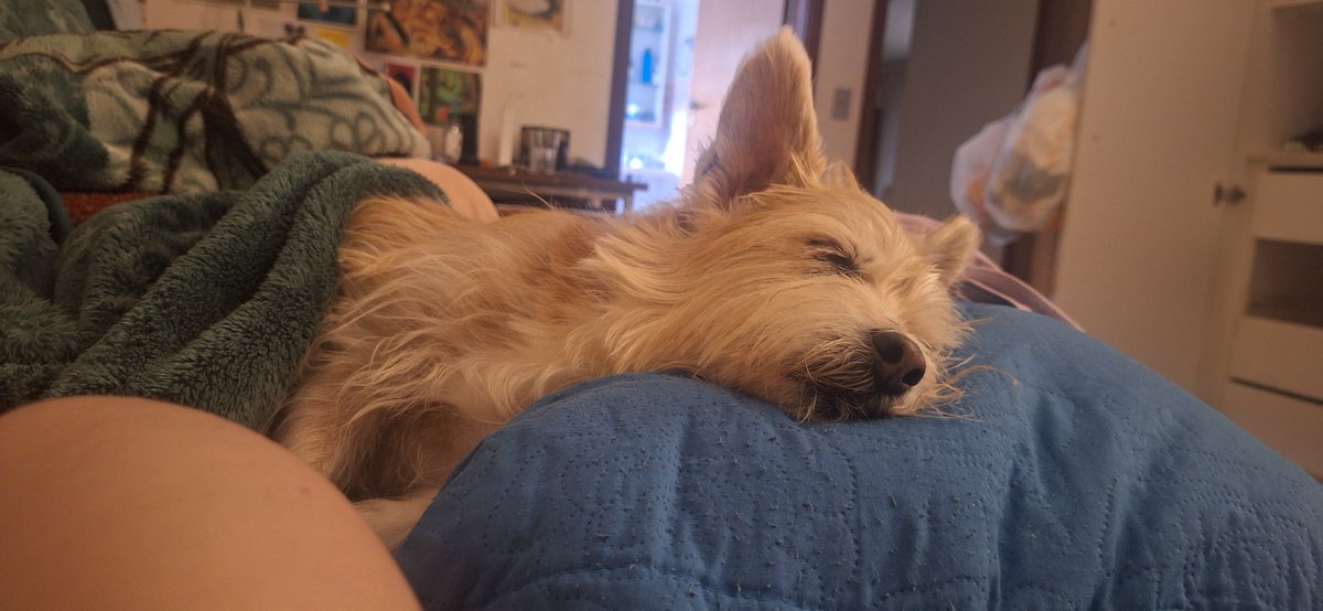 bigflooparrh's tweet photo. hii people just here to share my kofi in case anyone wants to collaborate cause my little girl is sick and ill take her to the vet today thanks everyone love yall ans thanks for any support 

https://t.co/49RS7yhtut https://t.co/F2DIRFok8b