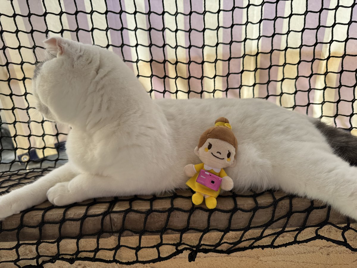 necomimi_life's tweet photo. 今日にこんちゃんコンデジ持って
けだまの背中に乗って撮影言ってたみたい
まこにゃんもけだまの背中乗りたい((真顔 https://t.co/0adEKM1eJe