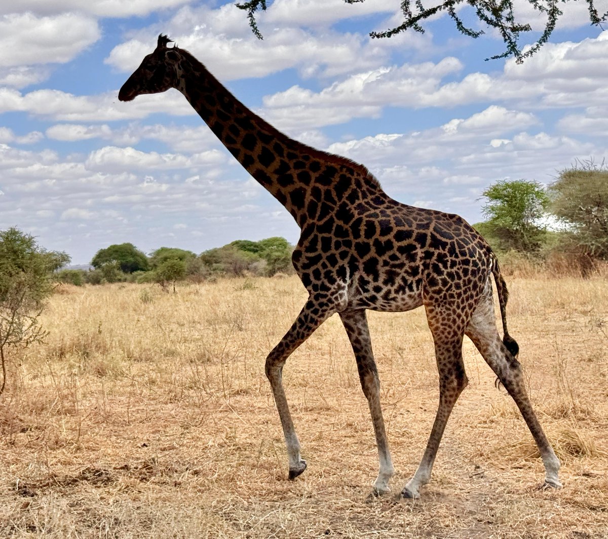 jeangene_vilmer's tweet photo. 🇫🇷🇹🇿 4/4 The clearest case for conservation is what you see on the ground. Chem Chem’s concession holds an extraordinary density of wildlife, including large numbers of elephants - a powerful reminder of what protecting habitat can achieve. https://t.co/iQVuvQYMJD