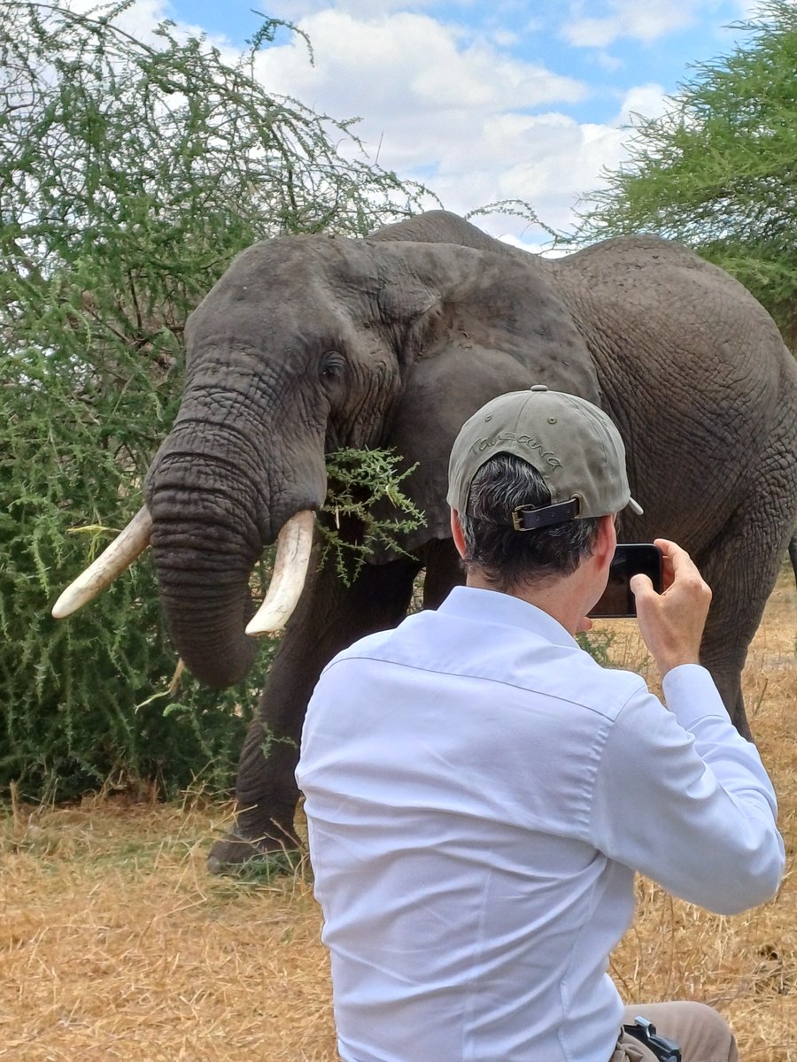 jeangene_vilmer's tweet photo. 🇫🇷🇹🇿 4/4 The clearest case for conservation is what you see on the ground. Chem Chem’s concession holds an extraordinary density of wildlife, including large numbers of elephants - a powerful reminder of what protecting habitat can achieve. https://t.co/iQVuvQYMJD
