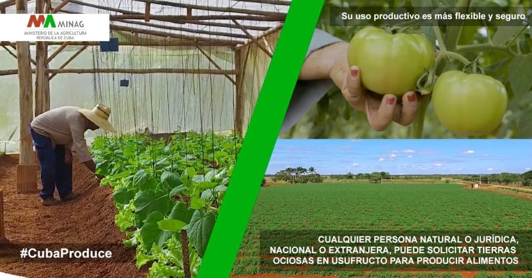 MinagCuba's tweet photo. El proceso de las transformaciones en la agricultura cubana,producir más alimentos y mejores un asunto de soberanía nacional, se moderniza la Agricultura sin renunciar al principio de propiedad socialsobre la tierra, las normas jurídicas son frutos de un amplio debate territorial https://t.co/clnuFe8yoX