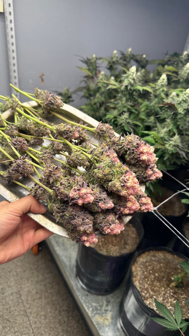 seedandkeys's tweet photo. Bubblegum OG🫧🍭
Cowboy Farms Pheno-Hunt Special🤯 https://t.co/Lr8hWwMLOJ