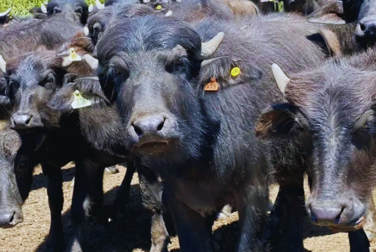 INTAInforma's tweet photo. Corrientes pone a prueba el potencial productivo de los búfalos

En INTA Corrientes analizan el manejo, la reproducción y la nutrición de búfalos para generar información local que permita optimizar el uso de suelo y diversificar los sistemas ganaderos.

👉🏼https://t.co/81jqPqtvjf https://t.co/pp3pIlwYr5