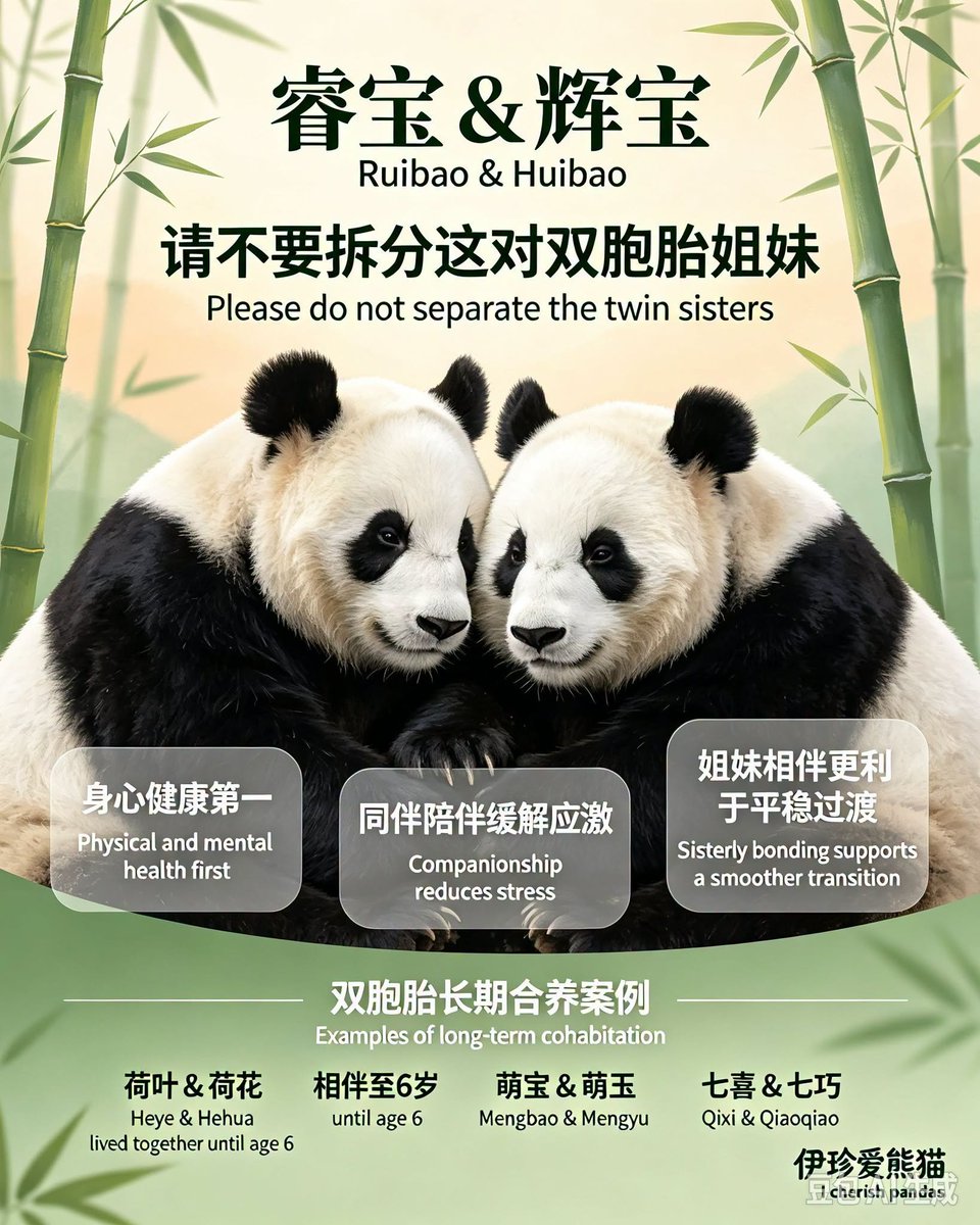 Lovepandas520's tweet photo. https://t.co/RjhYGlXpCc
A Gentle Light for Fubao · 푸바오에게 따뜻한 빛을
Fubao, may you always be seen with care,
Every breath you take deserves love.
푸바오야, 너의 모든 순간이
따뜻하게 지켜지길 바라.
#love #cherish #pandas #Sichuan #fubao #China #中國 https://t.co/vGpYhkFEkV