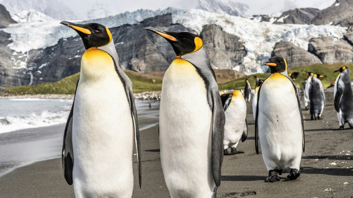 Cooperativa's tweet photo. Estudio: Los pingüinos aceleran el deshielo en la Antártica con sus excrementos https://t.co/QGhKqHHPgu https://t.co/nl5E4y6lup