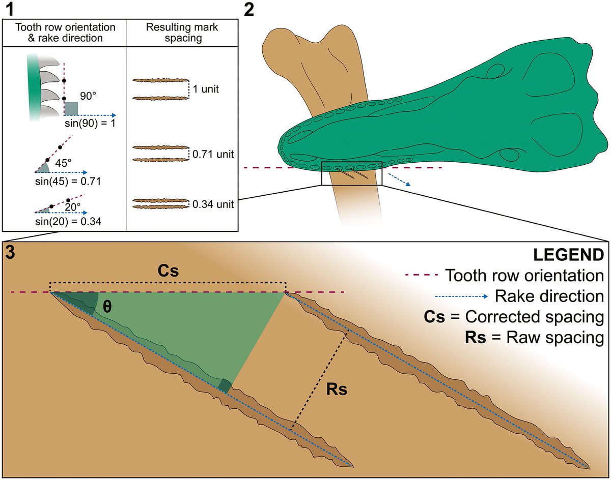 EDGE_Science_'s tweet photo. 🚨NEW STUDY DROP🚨

NEW PATHOLOGY:
Remains of a small Albertosaur have been described preserved with the feeding traces of a dromaeosaurid. As there is no growth in the bone after the marks, it's safe to assume they were made after death. No idea if the raptor killed it or not. https://t.co/cw8Fl2CLBy