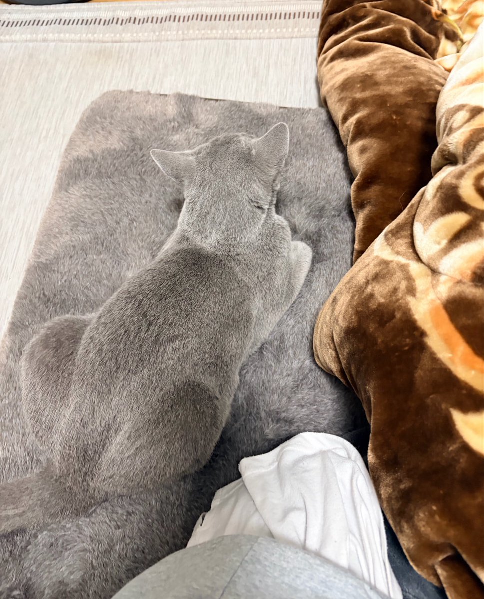 hatomugi_vr's tweet photo. 猫を探せ https://t.co/YYLBRUOz0Y