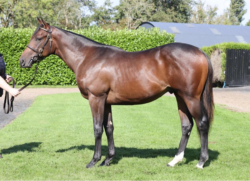 coolmorestud's tweet photo. 220,000gns for this PADDINGTON colt! 🤩

The first foal out of Smart Cookie, he comes from the family of Gr.1 Prix Jean Romanet winner Alpine Rose and Gr.1 Grand Prix de Saint-Cloud winner Fragrant Mix.

Consigned by @camaspark and purchased by @ptwomeyracing. 

#CoolmoreSires #HomeOfChampions #SuccessattheSales