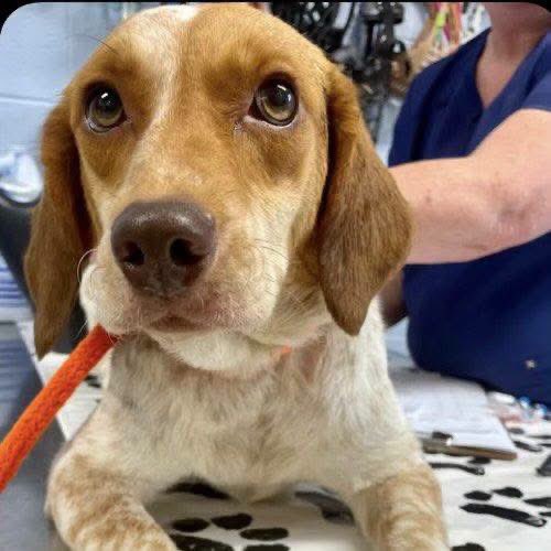 TriBeagles's tweet photo. Adoptable beagle of the day-Blair! https://t.co/tVeD93KiJn https://t.co/FQLJ0fQ41S